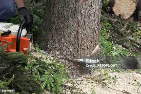 Best Palm Tree Trimming  in Mendota Heights, MN