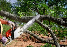 Best Tree Preservation Services  in Mendota Heights, MN