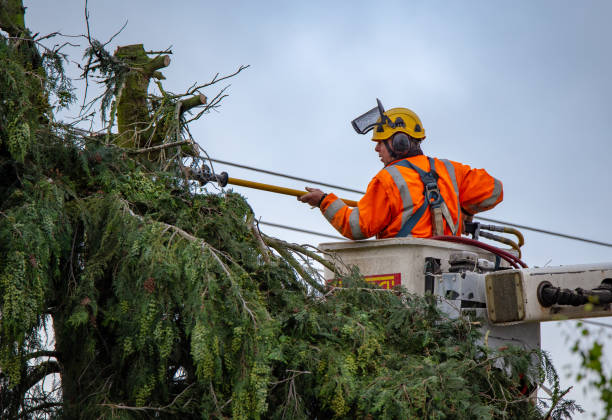 Best Tree Risk Assessment  in Mendota Heights, MN