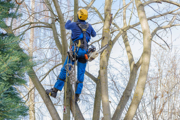 Best Firewood Processing and Delivery  in Mendota Heights, MN