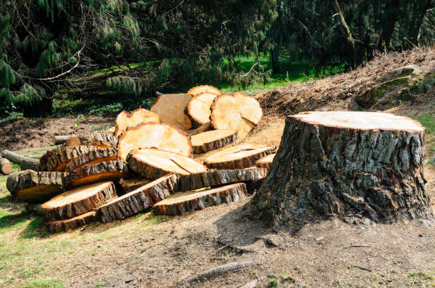 Best Tree Maintenance Programs  in Mendota Heights, MN